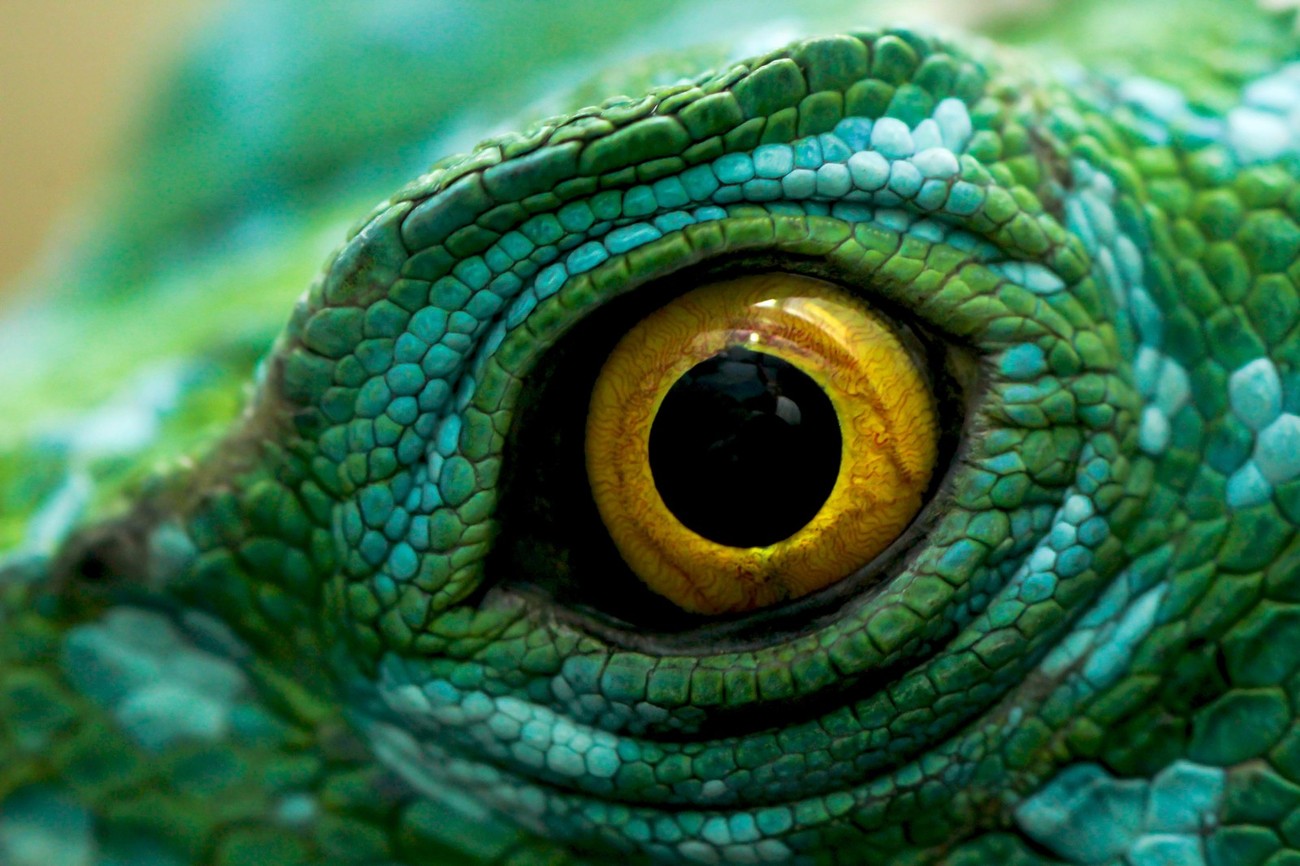 Змея хамелеон. Глаз рептилии. Глаз ящерицы. Удивительные глаза животных. Глаза змеи.