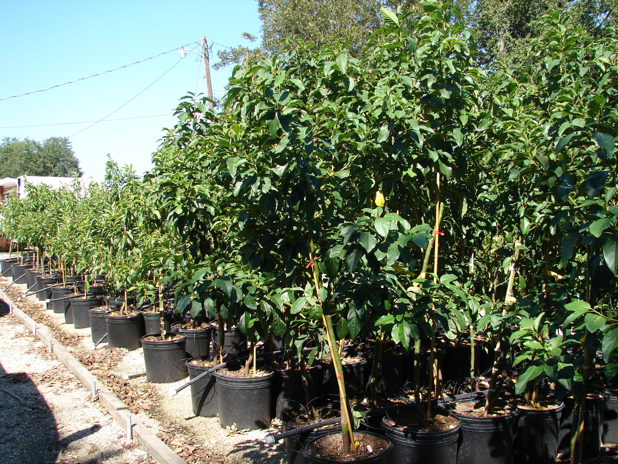 Avocado farm. Авокадо дерево плантация. Плантации авокадо. Авокадо дерево дикое. Авокадо плантации Индии.