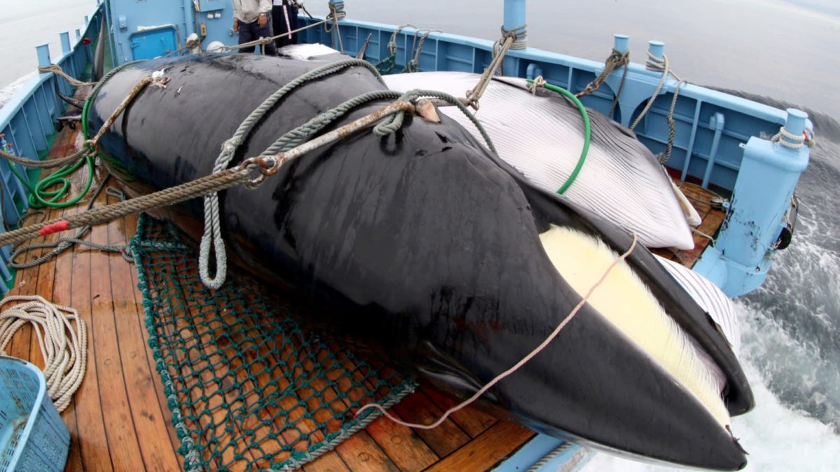 На лов за китове в Япония? - Зелен Свят