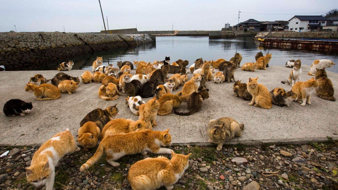 Остров Таширо – царството на котките