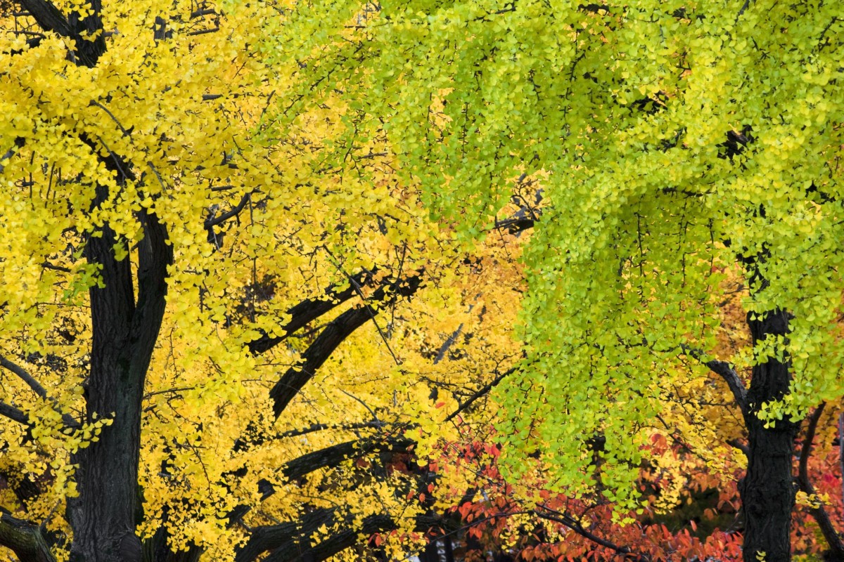 Гинко Билоба - Зелен Свят