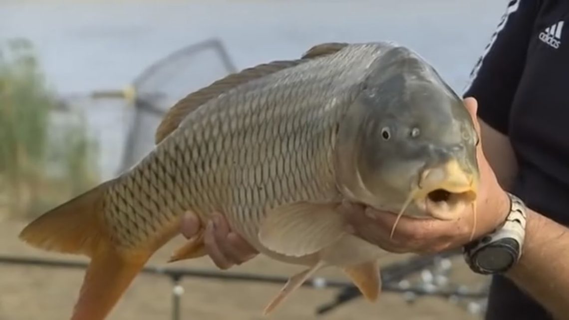 Кой живее в сладките води? - Зелен Свят